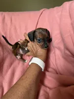 Tiny, a female Miniature Dachshund for sale in Perkins, OK – Photo 8 of 9