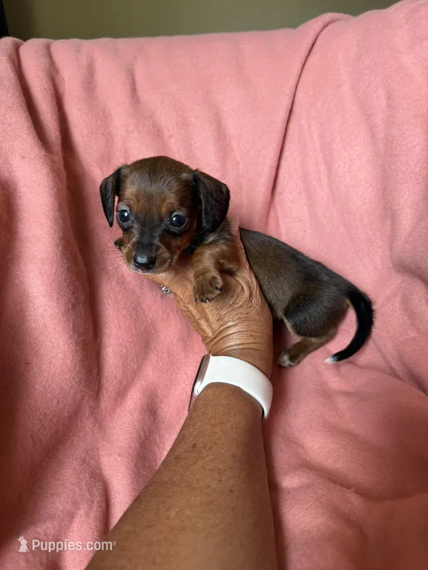 Tiny – Miniature Dachshund puppy for sale in Perkins, OK