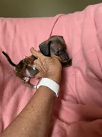 Tiny, a female Miniature Dachshund for sale in Perkins, OK – Photo 3 of 9