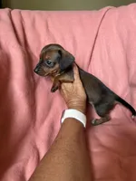 Tiny, a female Miniature Dachshund for sale in Perkins, OK – Photo 4 of 9