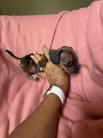 Tiny, a female Miniature Dachshund for sale in Perkins, OK – Photo 9 of 9