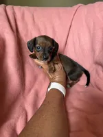Tiny, a female Miniature Dachshund for sale in Perkins, OK – Photo 7 of 9