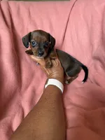 Tiny, a female Miniature Dachshund for sale in Perkins, OK – Photo 6 of 9