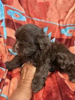 Louie , a male Shihpoo for sale in Perkins, OK – 6 of 9