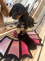 Jay, a male Miniature Dachshund for sale in Perkins, OK – 2 of 8