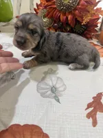 Liberty , a female Miniature Dachshund for sale in Perkins, OK – 8 of 8