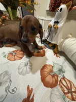 Bella , a female Miniature Dachshund for sale in Perkins, OK – 5 of 7