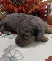 Martha , a female Miniature Dachshund for sale in Perkins, OK – 3 of 10