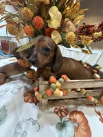 Bella , a female Miniature Dachshund for sale in Perkins, OK – 4 of 7