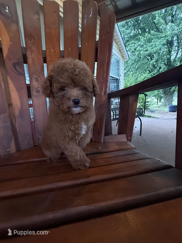 Ricardo, a male Poodle - Miniature  for sale in Perkins, OK – 1 of 9