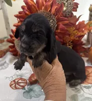 Glory, a female Miniature Dachshund for sale in Perkins, OK – 4 of 10