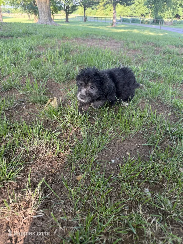 Bubs – Bichpoo puppy for sale in Perkins, OK