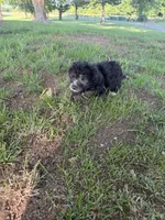 Bubs, a male Bichpoo for sale in Perkins, OK – 1 of 5