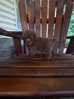 Ricardo, a male Poodle - Miniature  for sale in Perkins, OK – 2 of 9