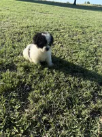 Todd, a male Bichpoo for sale in Perkins, OK – 10 of 10