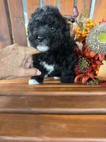 Bella, a female Bichpoo for sale in Perkins, OK – 3 of 9