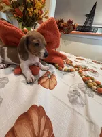 Reba, a female Miniature Dachshund for sale in Perkins, OK – 9 of 10