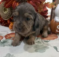 Lincoln , a male Miniature Dachshund for sale in Perkins, OK – 3 of 9
