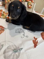 Neil , a male Miniature Dachshund for sale in Perkins, OK – 3 of 10
