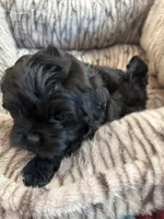 Freddy, a male Shihpoo for sale in Perkins, OK – 6 of 9