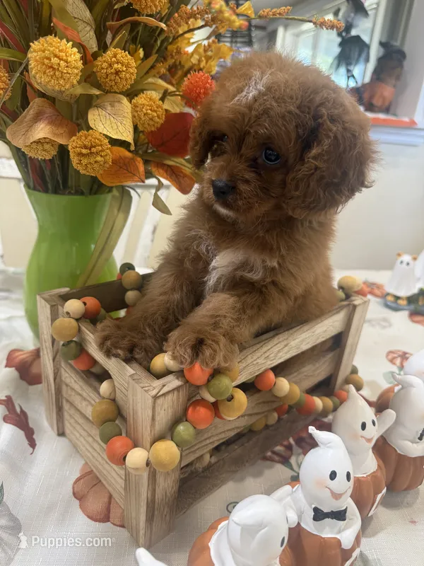 Delta  – Cavapoo puppy for sale in Perkins, OK