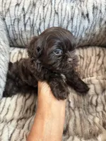Teddy , a male Shihpoo for sale in Perkins, OK – 4 of 9