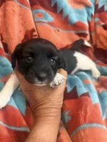 Sarah , a female Miniature Dachshund for sale in Perkins, OK – 4 of 6