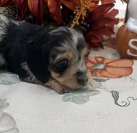 Betsy , a female Miniature Dachshund for sale in Perkins, OK – 5 of 10
