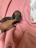 Luna, a female Miniature Dachshund for sale in Perkins, OK – Photo 4 of 9