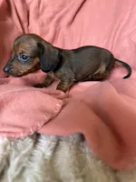 Luna, a female Miniature Dachshund for sale in Perkins, OK – Photo 1 of 9