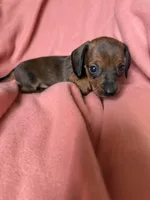 Luna, a female Miniature Dachshund for sale in Perkins, OK – Photo 2 of 9