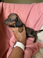 Luna, a female Miniature Dachshund for sale in Perkins, OK – Photo 8 of 9