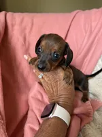 Luna, a female Miniature Dachshund for sale in Perkins, OK – Photo 6 of 9