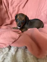 Luna, a female Miniature Dachshund for sale in Perkins, OK – Photo 3 of 9