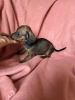 Luna, a female Miniature Dachshund for sale in Perkins, OK – Photo 7 of 9