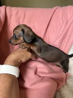 Luna, a female Miniature Dachshund for sale in Perkins, OK – Photo 9 of 9