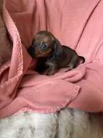 Luna, a female Miniature Dachshund for sale in Perkins, OK – Photo 5 of 9