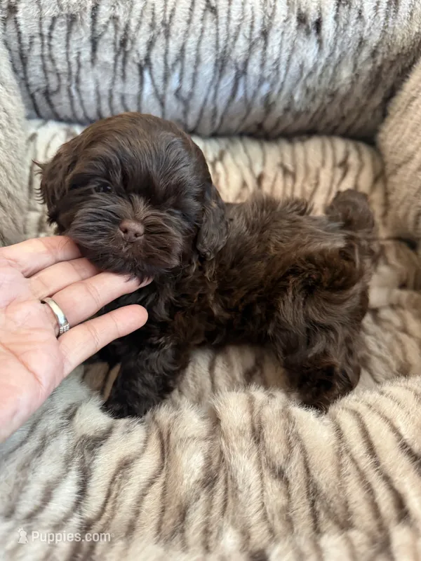 Teddy  – Shihpoo puppy for sale in Perkins, OK