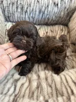 Teddy , a male Shihpoo for sale in Perkins, OK – 1 of 9