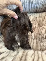 Teddy , a male Shihpoo for sale in Perkins, OK – 3 of 9