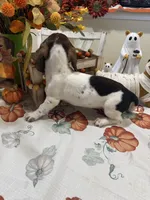 Sadie, a female Miniature Dachshund for sale in Perkins, OK – 7 of 8