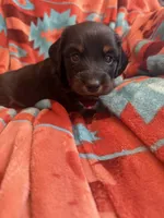 Sandy , a female Miniature Dachshund for sale in Perkins, OK – 4 of 9