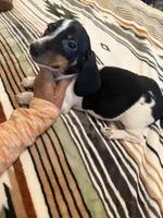 Cory , a male Miniature Dachshund for sale in Perkins, OK – 4 of 8