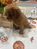 Poppy , a female Cavapoo for sale in Perkins, OK – 7 of 7