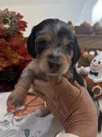 Betsy , a female Miniature Dachshund for sale in Perkins, OK – 2 of 10
