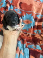 Sammie , a female Miniature Dachshund for sale in Perkins, OK – 7 of 8