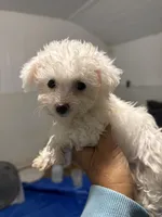 Georgia, a female Bichon Frise for sale in Perkins, OK – Photo 1 of 4