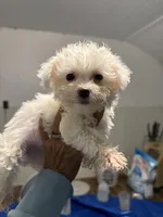 Georgia, a female Bichon Frise for sale in Perkins, OK – Photo 4 of 4