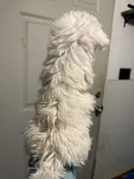 Georgia, a female Bichon Frise for sale in Perkins, OK – Photo 3 of 4