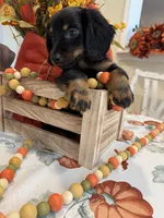 Neil , a male Miniature Dachshund for sale in Perkins, OK – 5 of 10